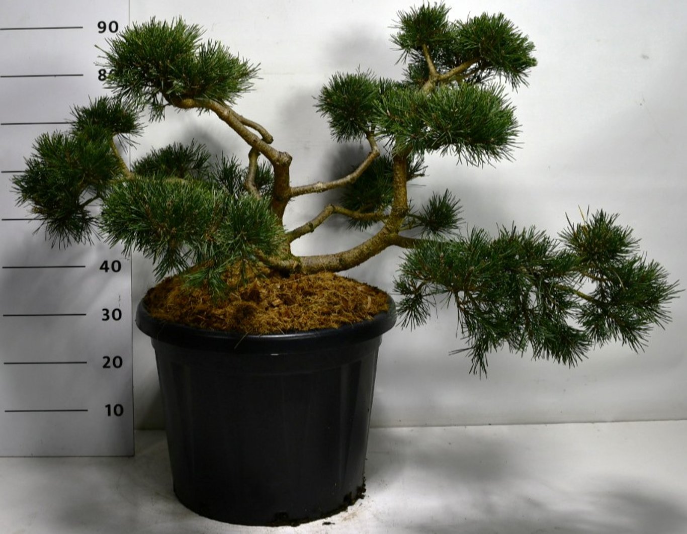 Pinus sylv. 'Repens' - 70-80 CM Bonsai Cont.